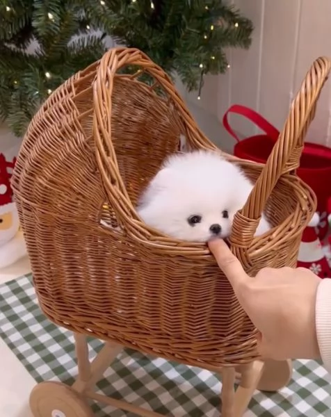 Pomeranian Toy (cuccioli maschio e femmina)