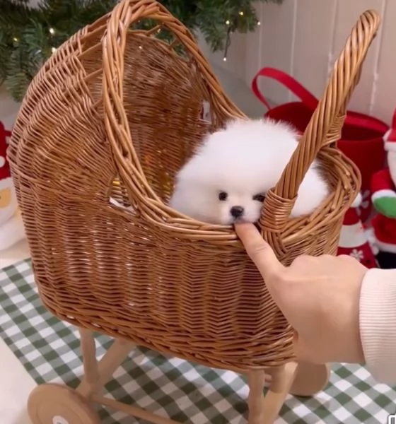 Pomeranian Toy (cuccioli maschio e femmina) | Foto 0