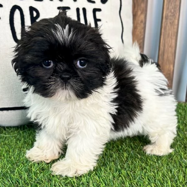   Shih Tzu Mini Toy (cuccioli maschio e femmina) | Foto 0