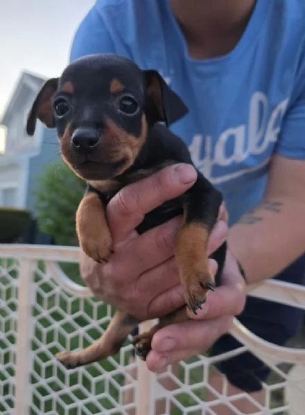 Pinscher Mini (cuccioli maschio e femmina) | Foto 0