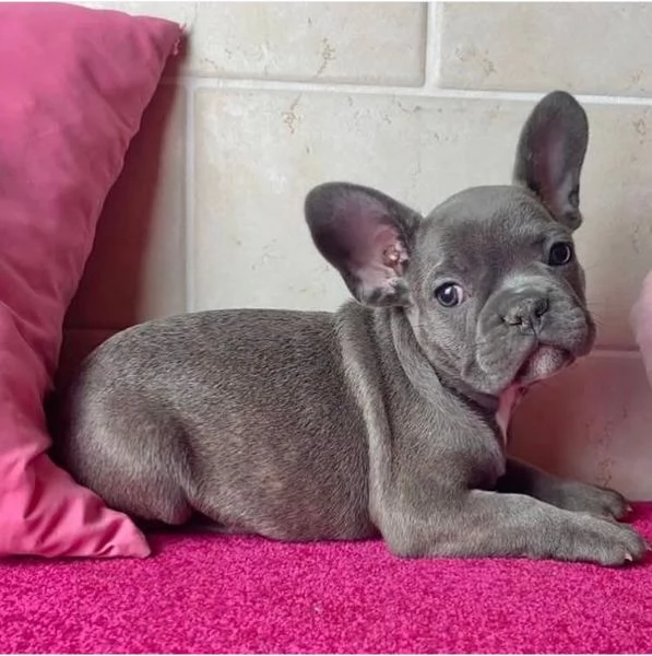 Bulldog Francese (cuccioli maschio e femmina) | Foto 0