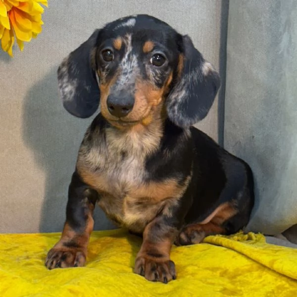Bassotto nana (cuccioli maschio e femmina) | Foto 0