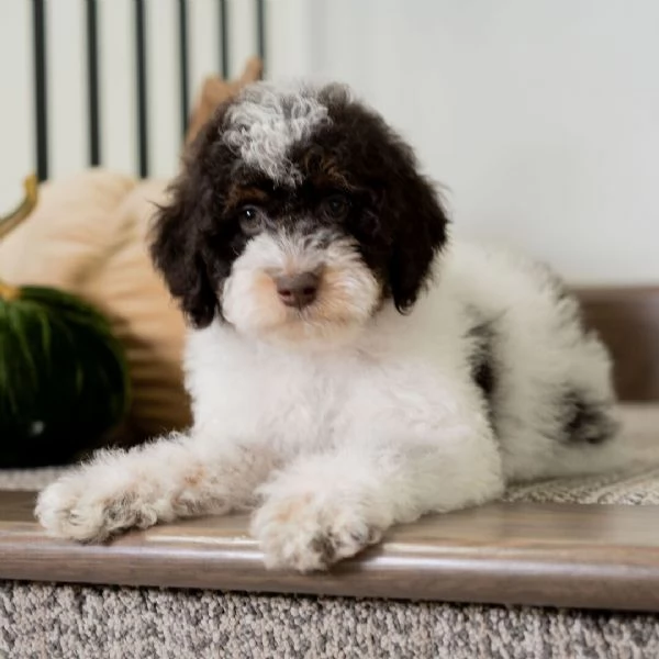 Lagotto Romagnolo (cuccioli maschio e femmina)