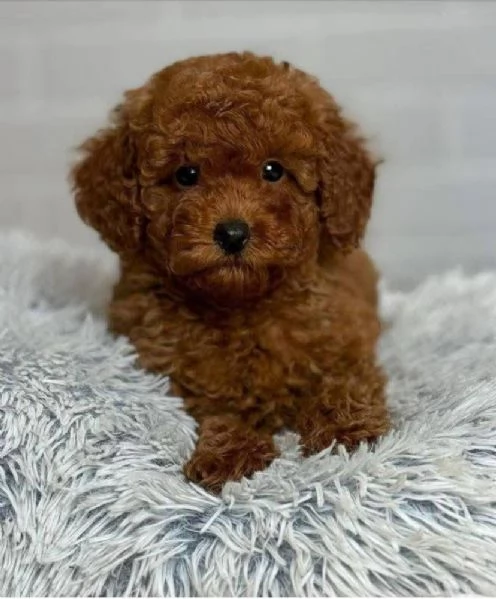 Barboncino toy (cuccioli maschio e femmina)