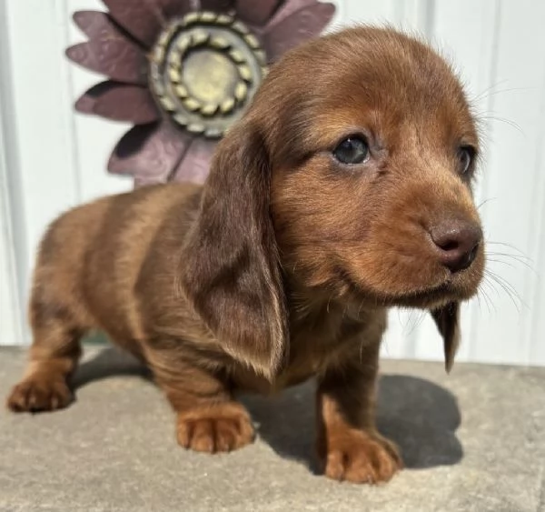  bassotto nana Marrone (cuccioli maschio e femmina)