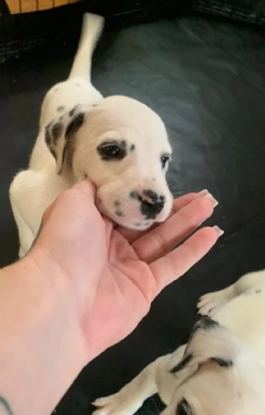  dalmata Dalmata (cuccioli maschio e femmina) | Foto 0