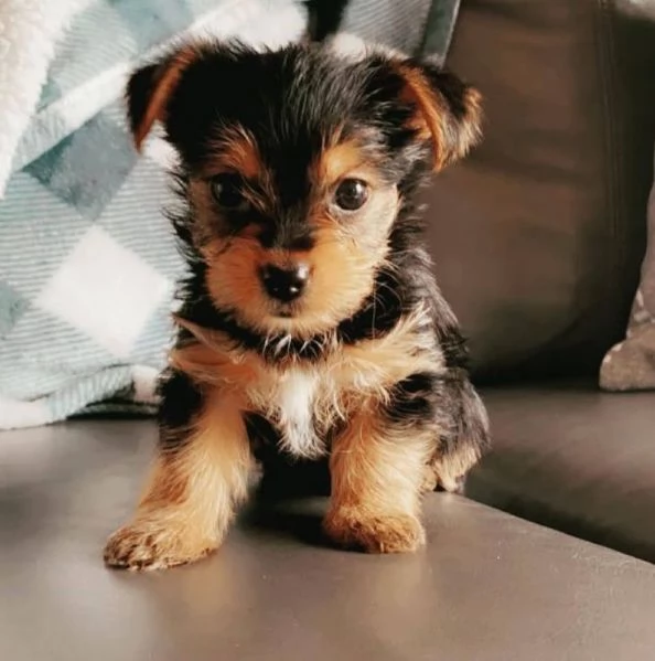 Yorkshire (cuccioli maschio e femmina)