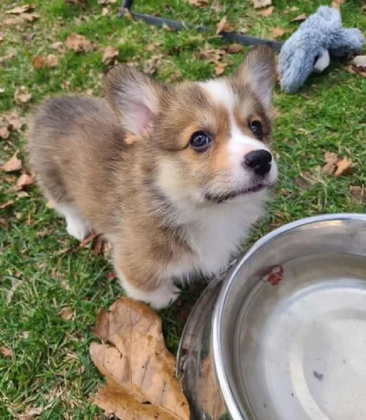  Welsh corgi  (cuccioli maschio e femmina) | Foto 1