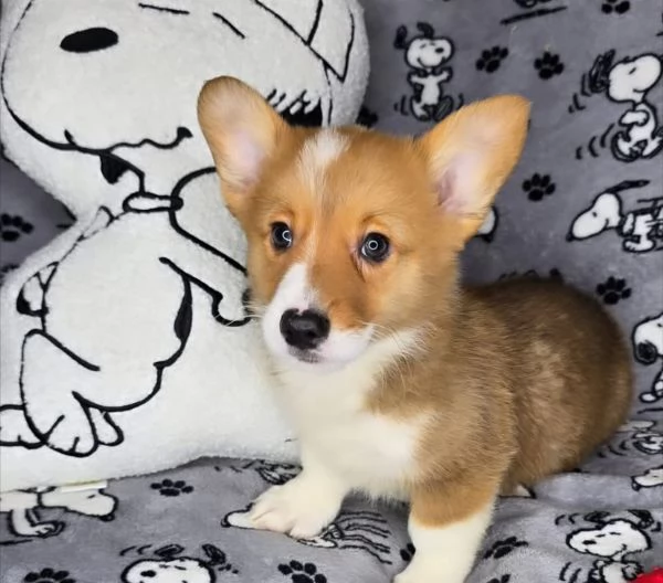  Welsh corgi  (cuccioli maschio e femmina)