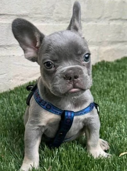  Bulldog Francese (cuccioli maschio e femmina) | Foto 0