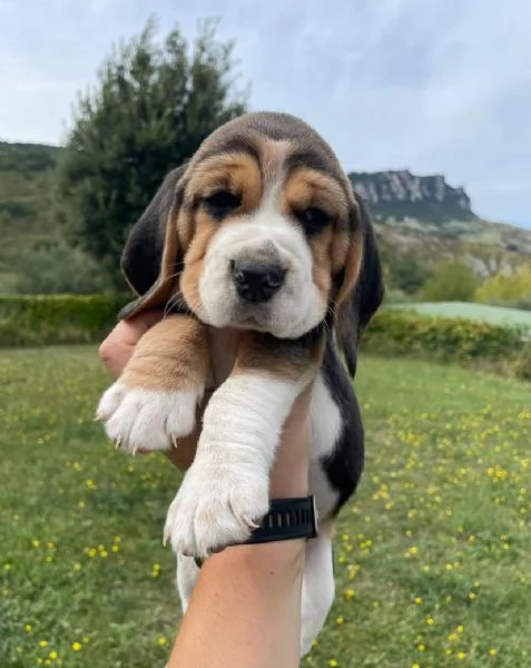  Beagle (cuccioli maschio e femmina) | Foto 1