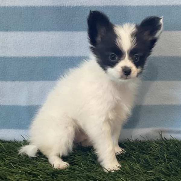  Papillon (cuccioli maschio e femmina) | Foto 0