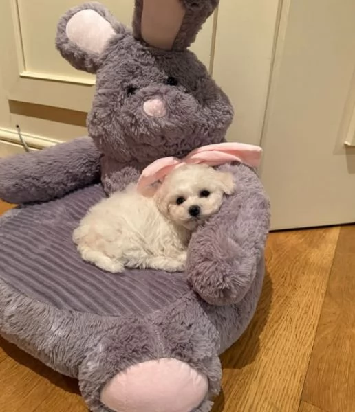  BICHON (cuccioli maschio e femmina) | Foto 0