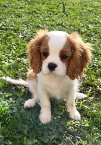  CAVALIER KING CHARLES Pomeranian Toy (cuccioli maschio e femmina) | Foto 0