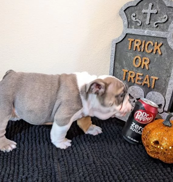 Bulldog Inglese (cuccioli maschio e femmina) | Foto 0