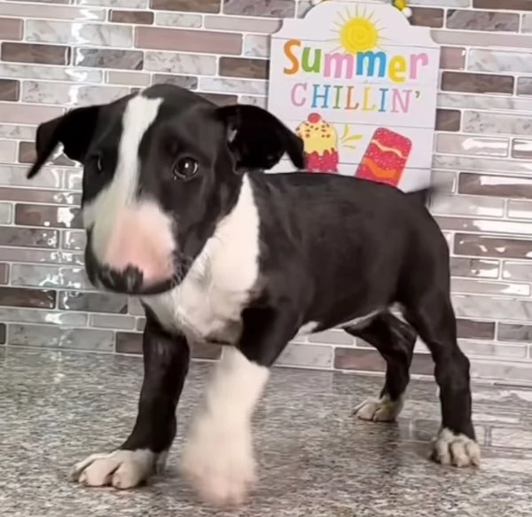  Bull Terrier (cuccioli maschio e femmina) | Foto 0