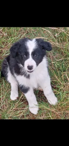  Border collie (cuccioli maschio e femmina)