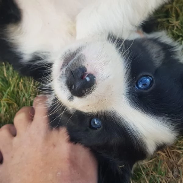  Border collie (cuccioli maschio e femmina) | Foto 0