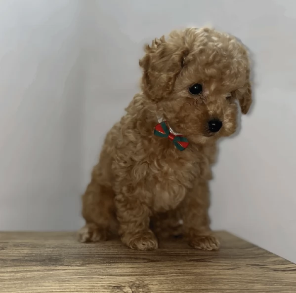 cuccioli barboncino toy | Foto 0