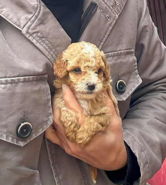 Splendidi cuccioli di barboncino toy | Foto 0