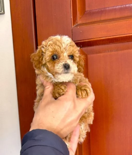 cuccioli di barboncino Toy colore Fulvo (red)