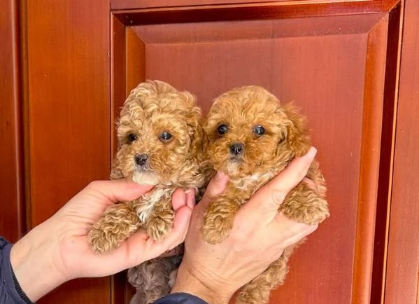 Dolcissimo cuccioli di barboncino