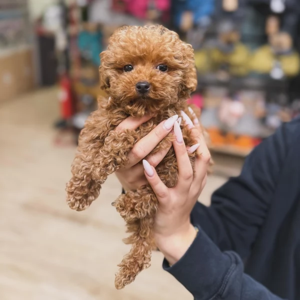 cuccioli di barboncini toy