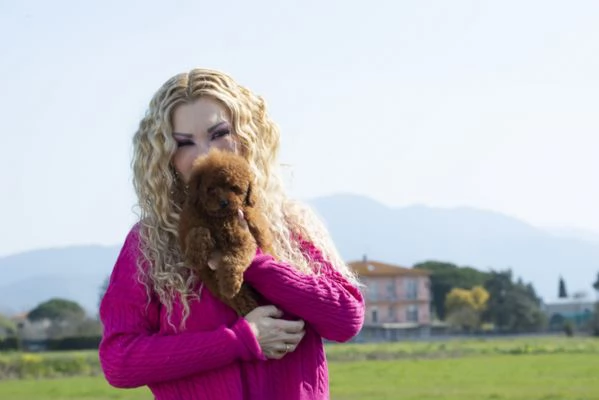 Disponibili cuccioli di barboncini toy