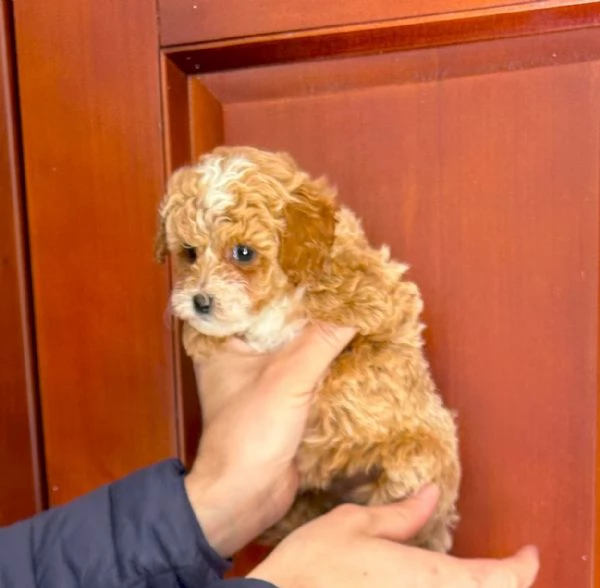 Cuccioli di barboncino Toy