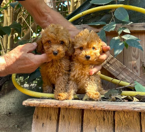 Cuccioli di barboncino Toy | Foto 0