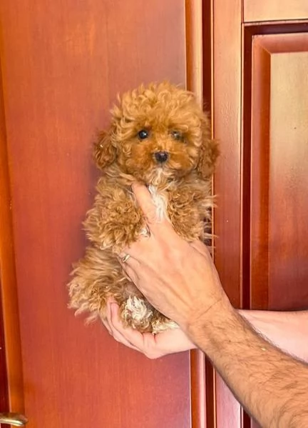 Cuccioli di barboncino Toy | Foto 2