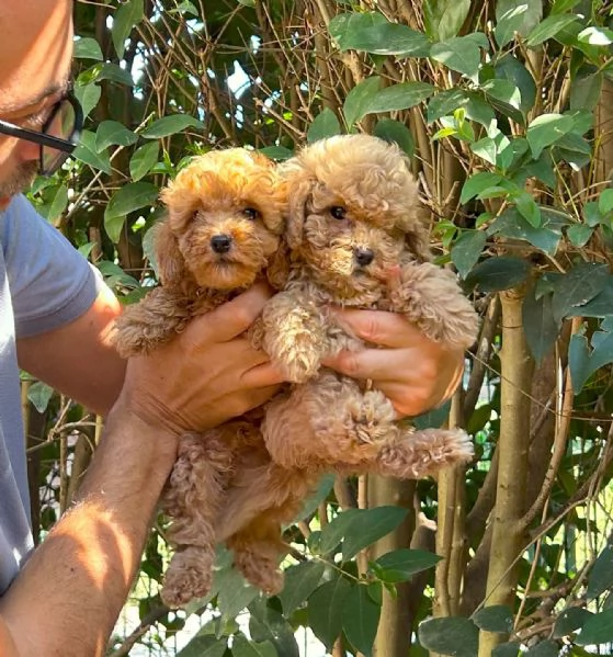 Cuccioli di barboncino Toy | Foto 1