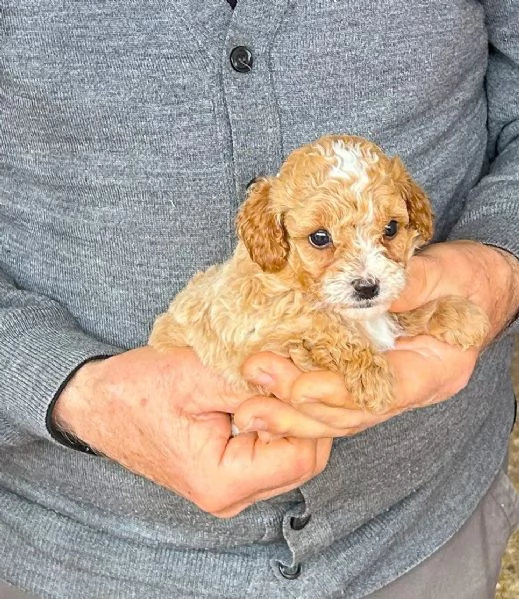 Cuccioli di barboncino Toy | Foto 0
