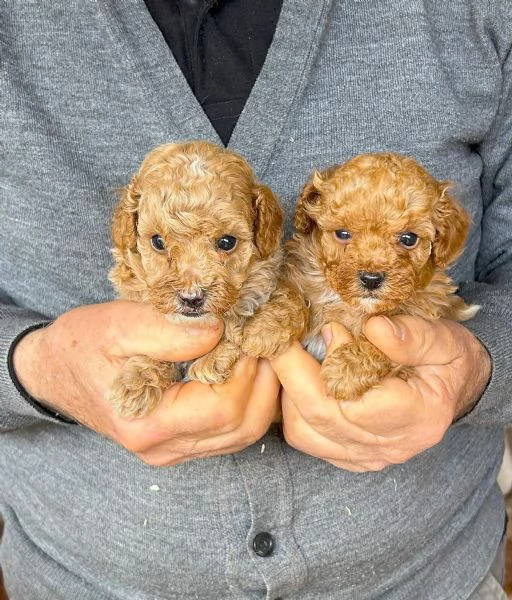 Cuccioli di barboncino Toy | Foto 0