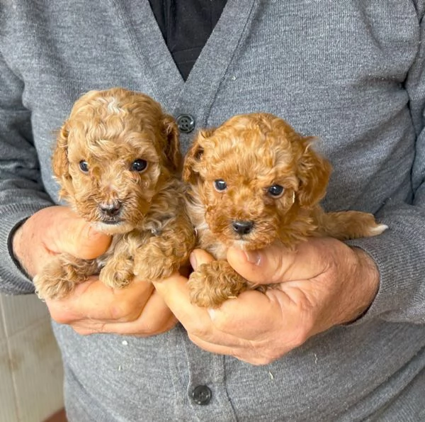 Cuccioli barboncini Toy Red