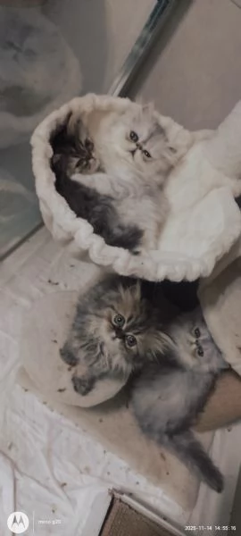 Cuccioli di Persiano  | Foto 2