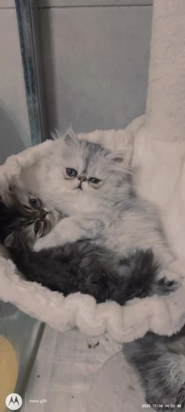 Cuccioli di Persiano  | Foto 1