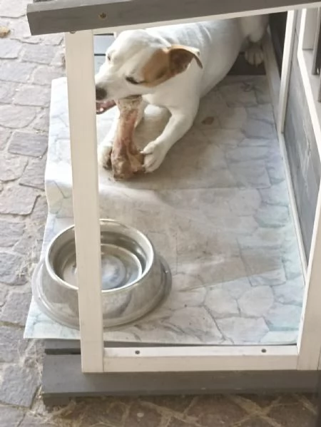 Cane Jack Russell 5 anni in regalo  | Foto 2