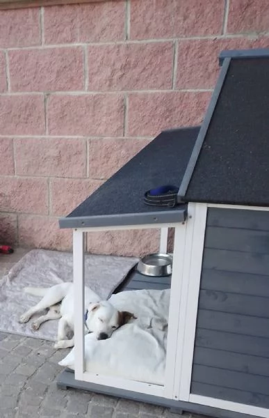 Cane Jack Russell 5 anni in regalo  | Foto 1