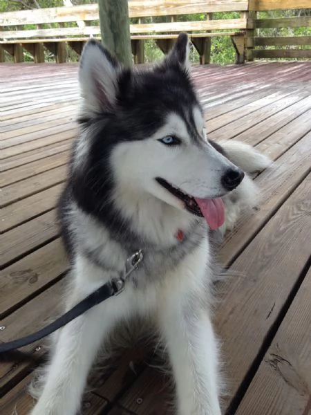 Siberian Husky cuccioli maschio e femmina