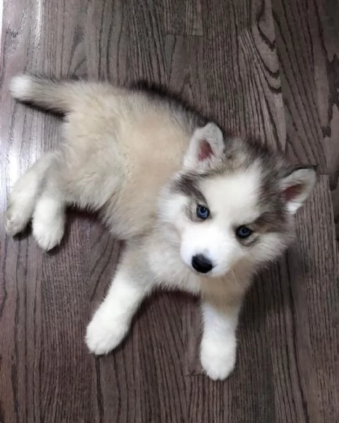 cuccioli di husky, maschi e femmine.