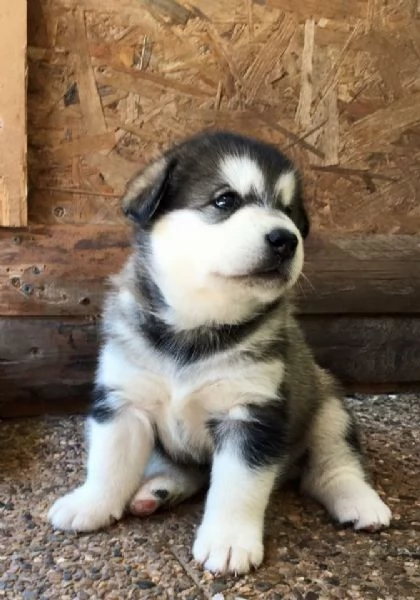 cuccioli di husky disponibili