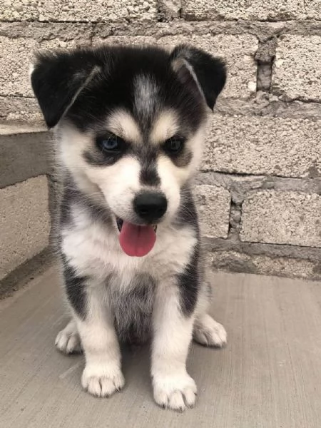disponibile cuccioli di Siberian Husky