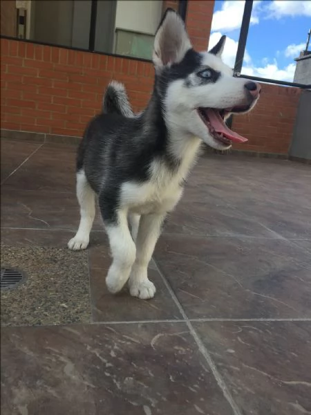 adorabili cuccioli di Husky | Foto 0