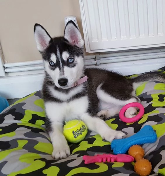 Disponibili Cuccioli di Siberian Husky