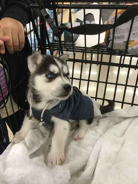 Disponibili Cuccioli di Siberian Husky