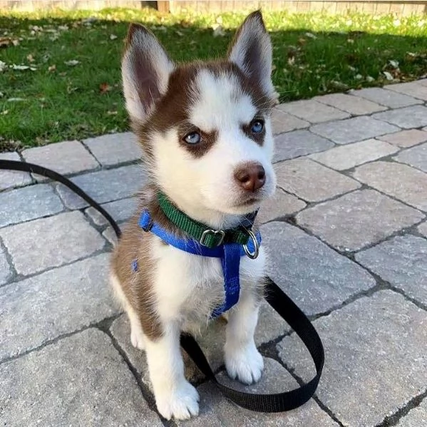Disponibili Cuccioli di Siberian Husky