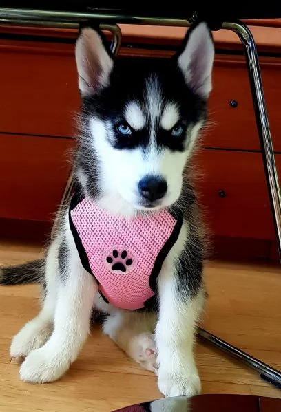 Disponibili Cuccioli di Siberian Husky