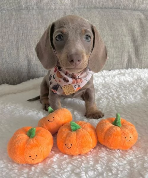 Serio allevamento di BASSOTTI attualmente dispone di cuccioli pelo corto e pelo lungo maschi e femmi