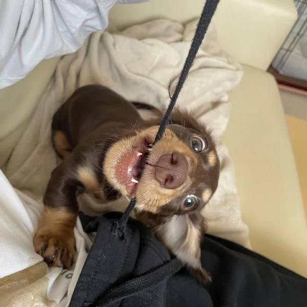 Serio allevamento di BASSOTTI attualmente dispone di cuccioli pelo corto e pelo lungo maschi e femmi | Foto 5